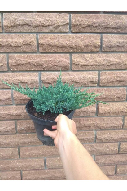 Ялівець горизонтальний Блю Чіп / Блу Чіп - 1-3л/вис.12-15см/Ø35-40см